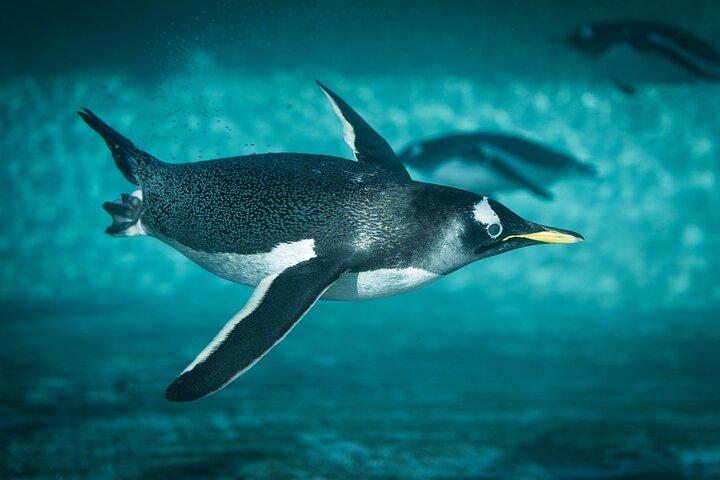 イスタンブール水族館入場料とホテル送迎
