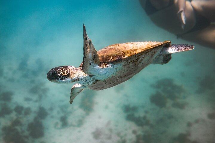 Rio's Best Dive Experience All Inclusive Scuba Diving Package!