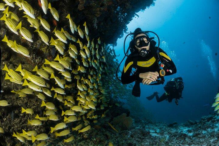 Rio's Best Dive Experience All Inclusive Scuba Diving Package!