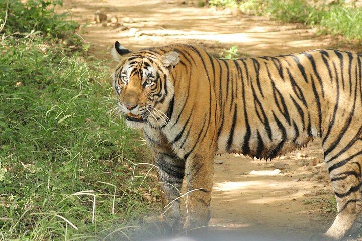 Von Jaipur Ranthambore Nationalpark Tagesausflug mit Safari