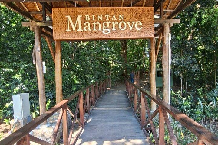 Tour di mangrovie e lucciole di Bintan