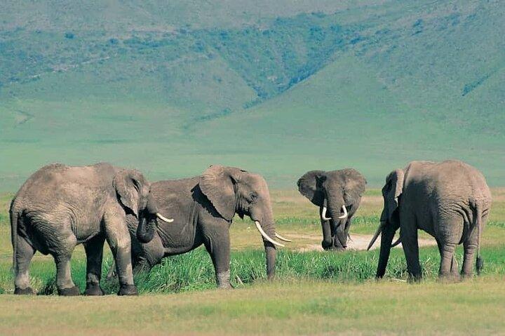 7 Días Tanzania Safari Aventura Serengeti y Ngorongoro