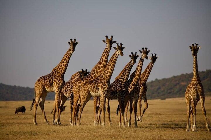 7 Días Tanzania Safari Aventura Serengeti y Ngorongoro