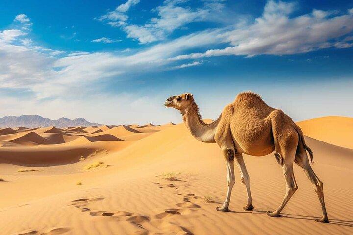Dubai : Tour por la mañana con 4x4 Pick/Drop Red Dunes Camel Sandboard