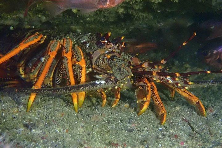 ヤギ島体験上級シュノーケルツアー