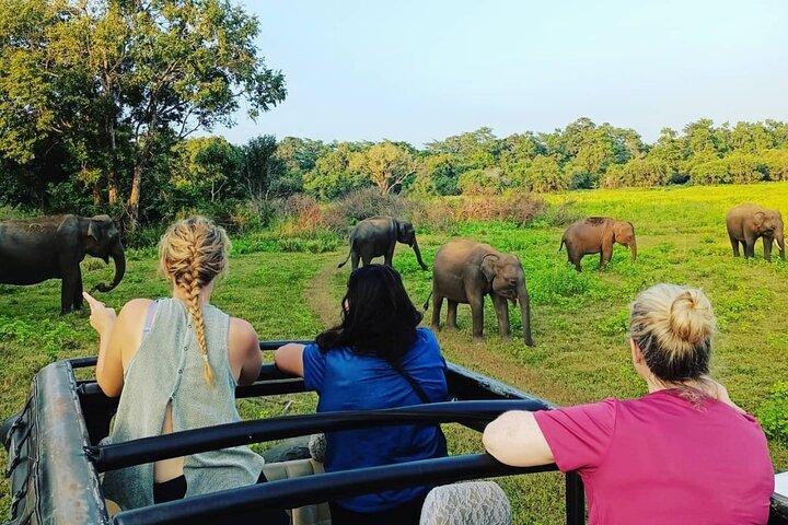 ポロンナルワ発ミネリヤ国立公園オールインクルーシブサファリ