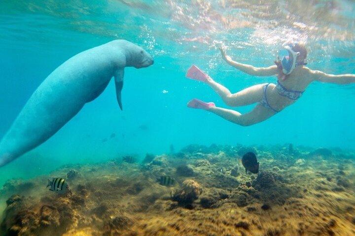 Semi Submarine Tour From Hurghada Makadi Soma Bay El Gouna Safaga