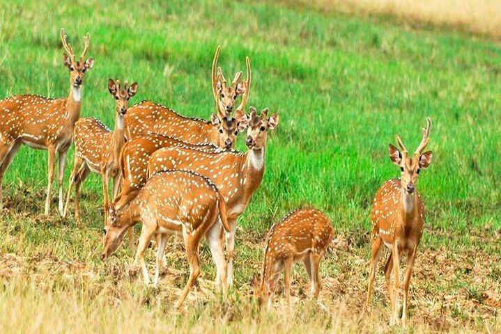 All Inclusive Safari på Minneriya nationalpark från Polonnaruwa