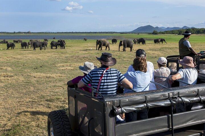 All Inclusive Safari på Minneriya nationalpark från Polonnaruwa