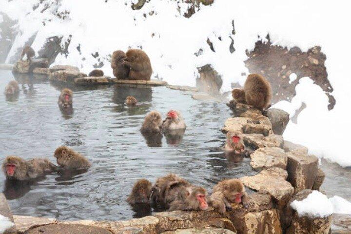 Private Full Day Nagano Day Tour w/ Hotel Pick-Up