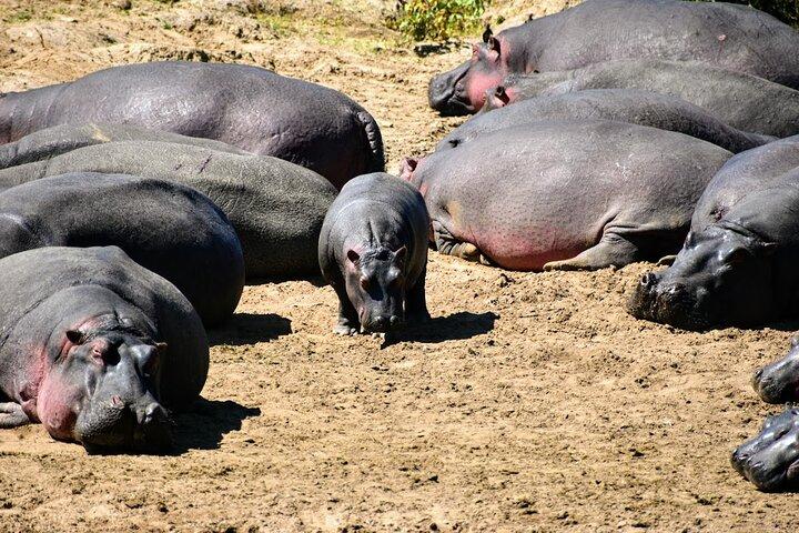 3 jours de camping privé Masai Mara Safari Min 2pax
