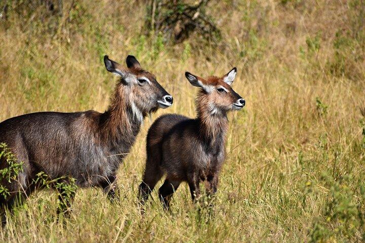 3 jours de camping privé Masai Mara Safari Min 2pax