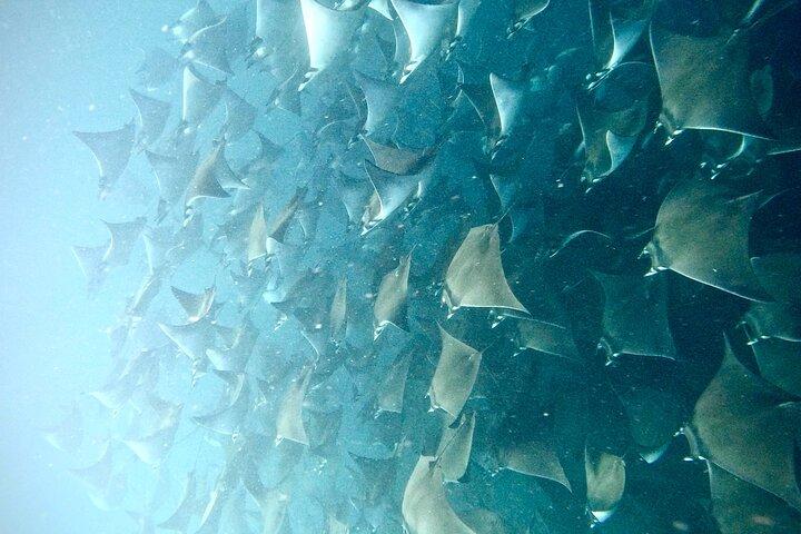Snorkling og hvalsafari-tur i Cabo