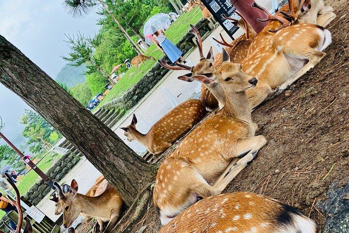 Nara : Private Tour mit einem lizenzierten Fortgeschrittener