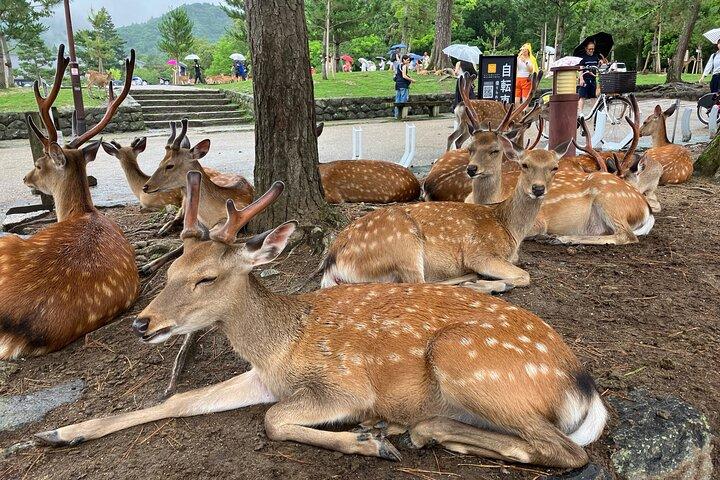 Nara : Private Tour mit einem lizenzierten Fortgeschrittener