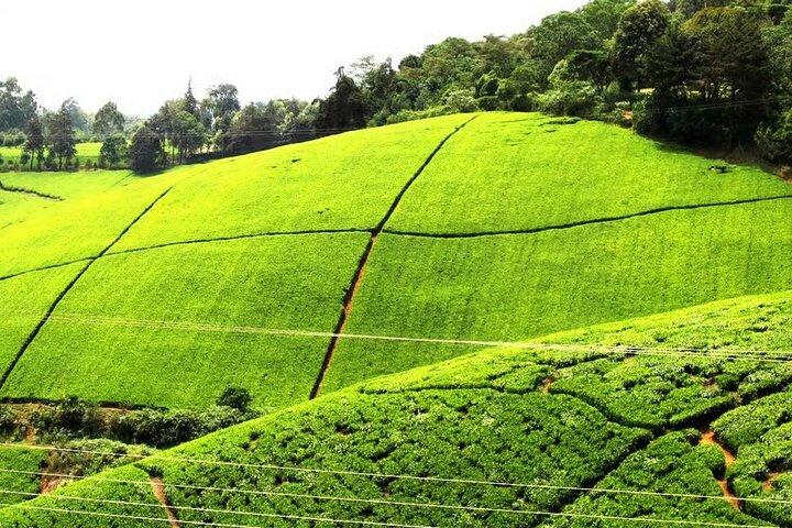 Excursion d'une journée Kiambethu Tea Farm