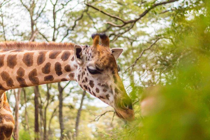Excursion d'une demi-journée au parc de Nairobi et au Giraffe Center