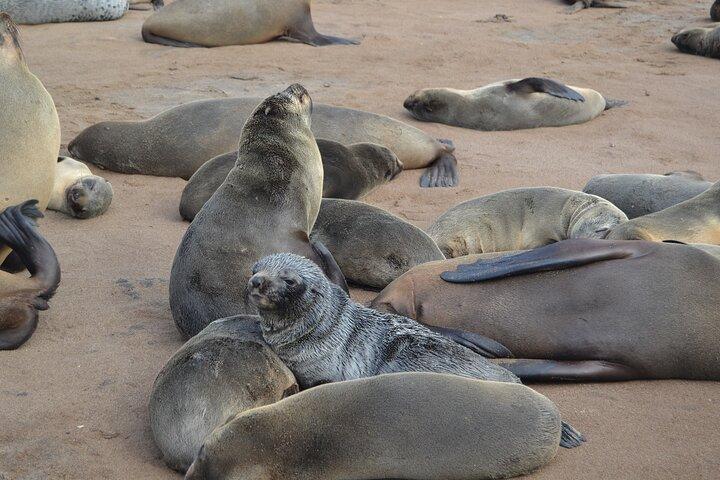 Cape Cross Seal Colony og Skeletkysten af Namibia