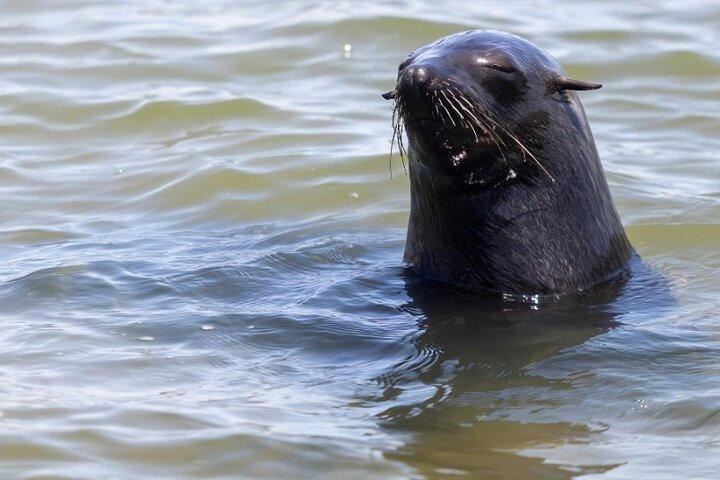Visite guidée de la colonie de Cape Cross Seal et de la côte des squelettes Namibie