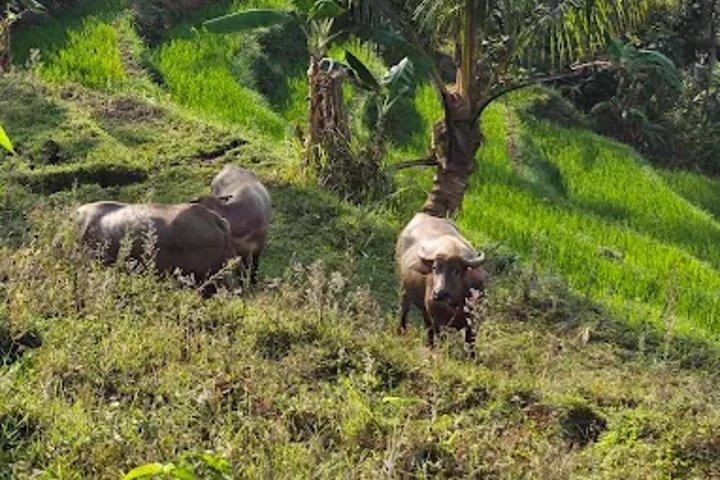 Tagestour nach Nepal Van Java & Selogriyo Tempel von Yogyakarta
