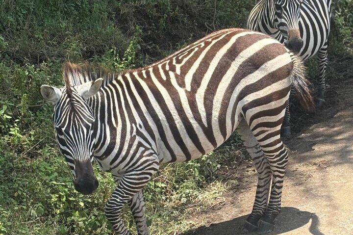 Explore Nairobi National Park with Transportation