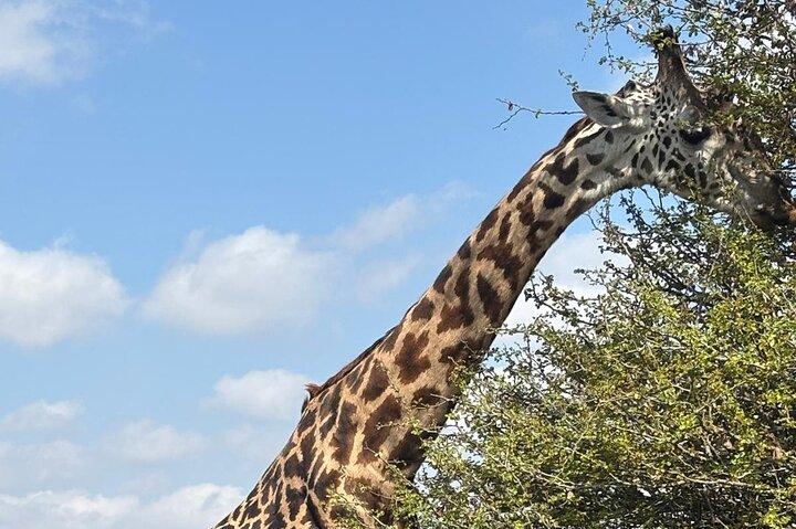 Explore Nairobi National Park with Transportation