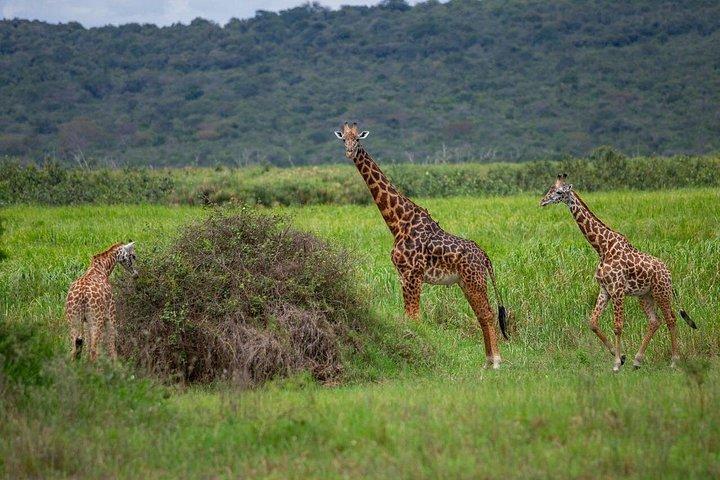 1 - ビッグファイブアドベンチャーで行くアカゲラ国立公園へのデイサファリ