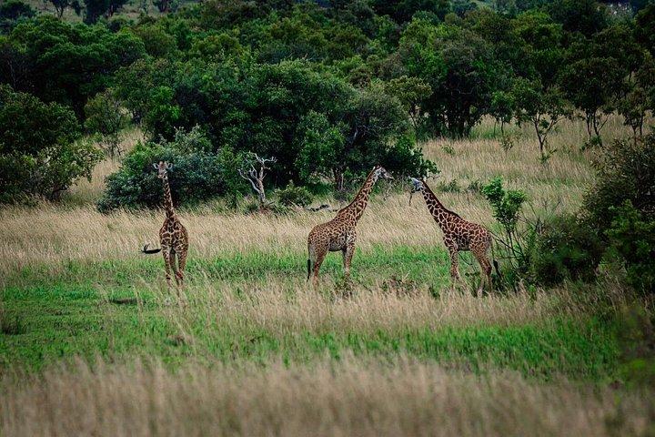 1 - ビッグファイブアドベンチャーで行くアカゲラ国立公園へのデイサファリ