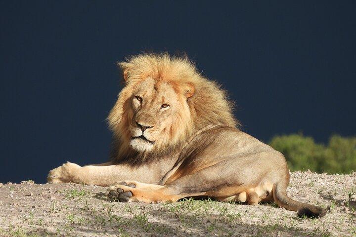 Safari d'une journée en petit groupe au parc national Chobe depuis Victoria Falls