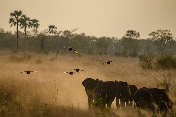 Safari d'une journée en petit groupe au parc national Chobe depuis Victoria Falls