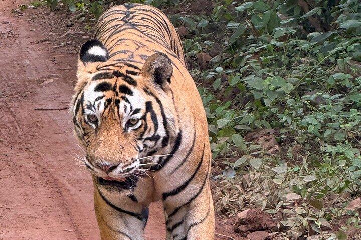 2 Tage Jaipur Stadtrundfahrt mit Ranthambore Safari