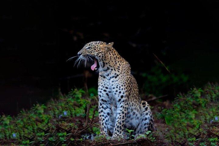 Galle a Ella Shuttle & Yala Safari Drive con colazione