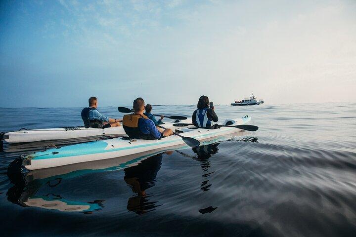 Excursion en kayak au Cap