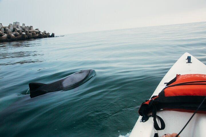 Excursion en kayak au Cap