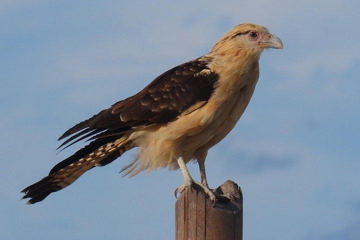 Birdwatching at Casco Viejo