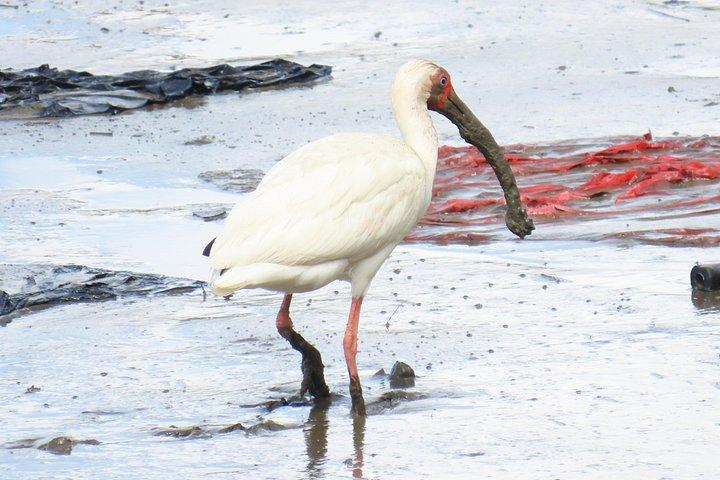 Birdwatching at Casco Viejo