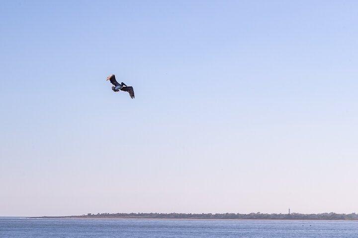 Charleston Harbor Tour & Delfinbeobachtungsfahrt