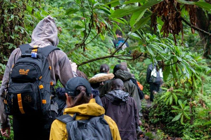 Tagesausflug Gorilla Tracking in Ruanda mit Hotelabholung