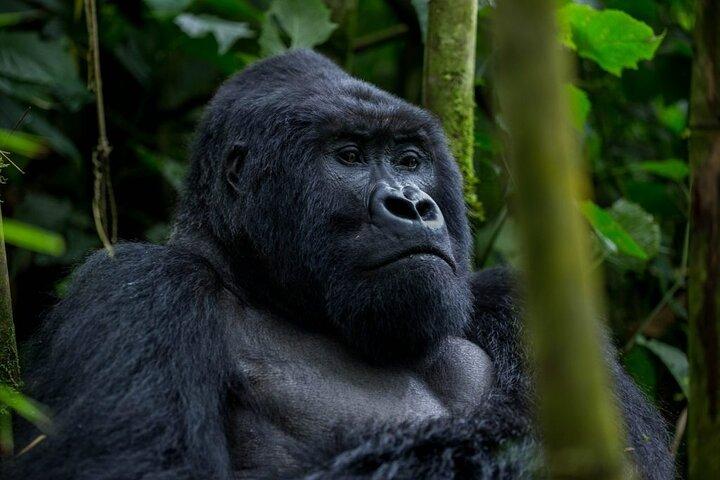 Tagesausflug Gorilla Tracking in Ruanda mit Hotelabholung