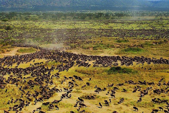 Serengeti Great Migration 5 Days Mara River crossing