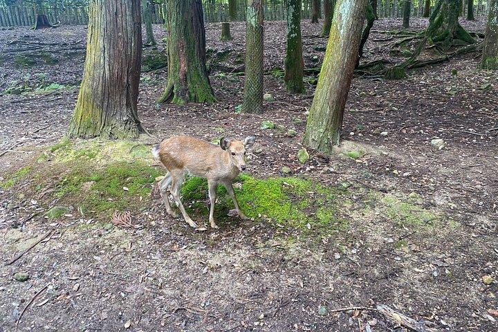 Nara Highlights Guided Tour by Private Car from Osaka