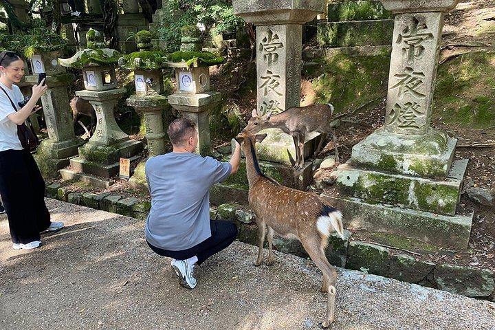 Nara Highlights Guided Tour by Private Car from Osaka