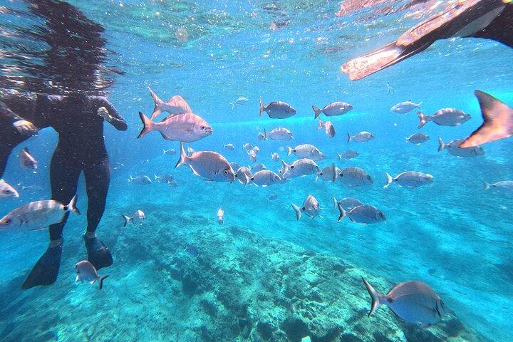 Vila Franca do Campo: Snorkeltur på øerne