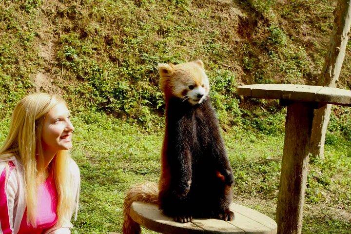 Anmeldelse af Skip Crowed Dujingyan Panda Tour