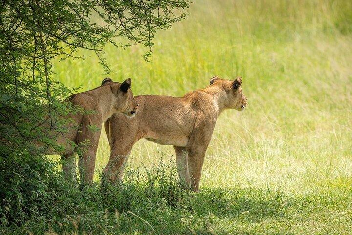 3 - Dagen Mikumi Safari avontuur vanuit Zanzibar