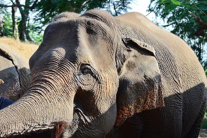 Half day Ethnic Elephant Sanctuary and Bee Farm