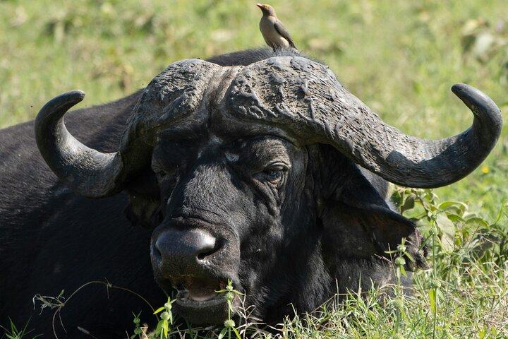 Tour guidato di un giorno del Parco Nazionale del Lago Nakuru da Nairobi
