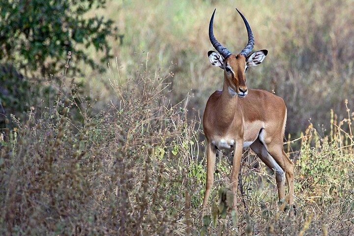 Hoteller i nærheden af Tarangire Serengeti Ngorongoro Tanzania