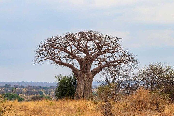 Hoteller i nærheden af Tarangire Serengeti Ngorongoro Tanzania