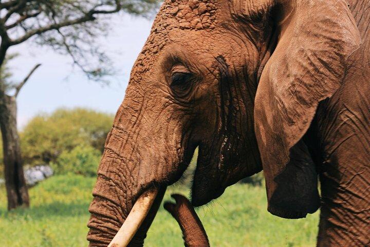Ngorongoro Crater Privé dagtrip